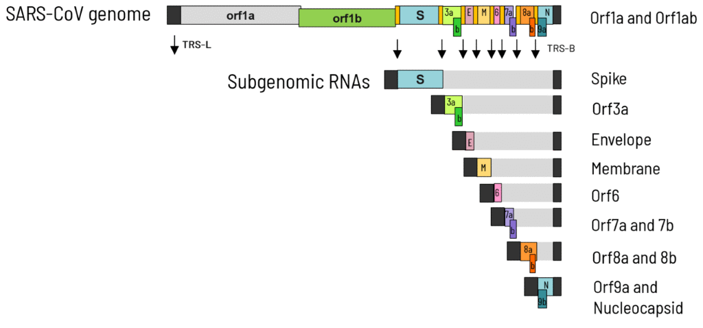 Identifying coronavirus transcription inhibitors