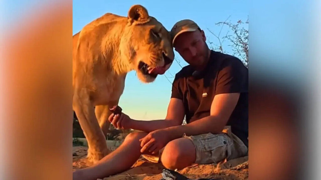 Lioness 'Lets' Her Caretaker Take A Bite From Her Fresh Hunt; Viral Video Shocks Internet | WATCH | Viral