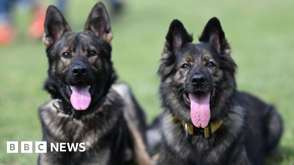 Malawi police investigate theft of four German Shepherds from Kamuzu Palace