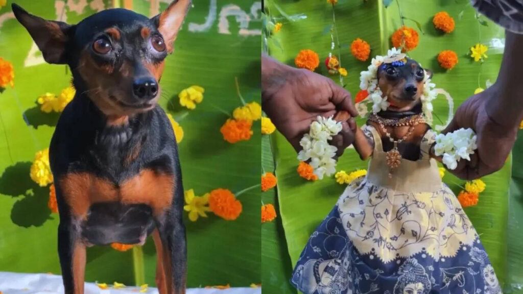 'Mom To Be': Pregnant Pet Dog Gets Traditional Baby Shower From Indian Family | Viral VIDEO | Viral