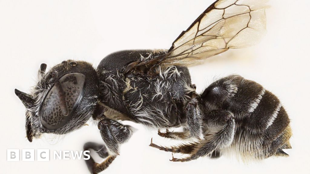 New 'Lucifer' bee with devil-like horns found in Australia