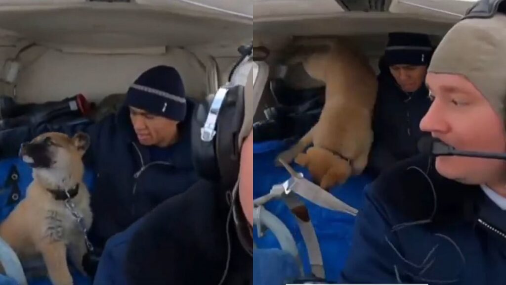 Puppy In Space? Viral Video Shows Dog Floating Inside Aircraft Over Russia