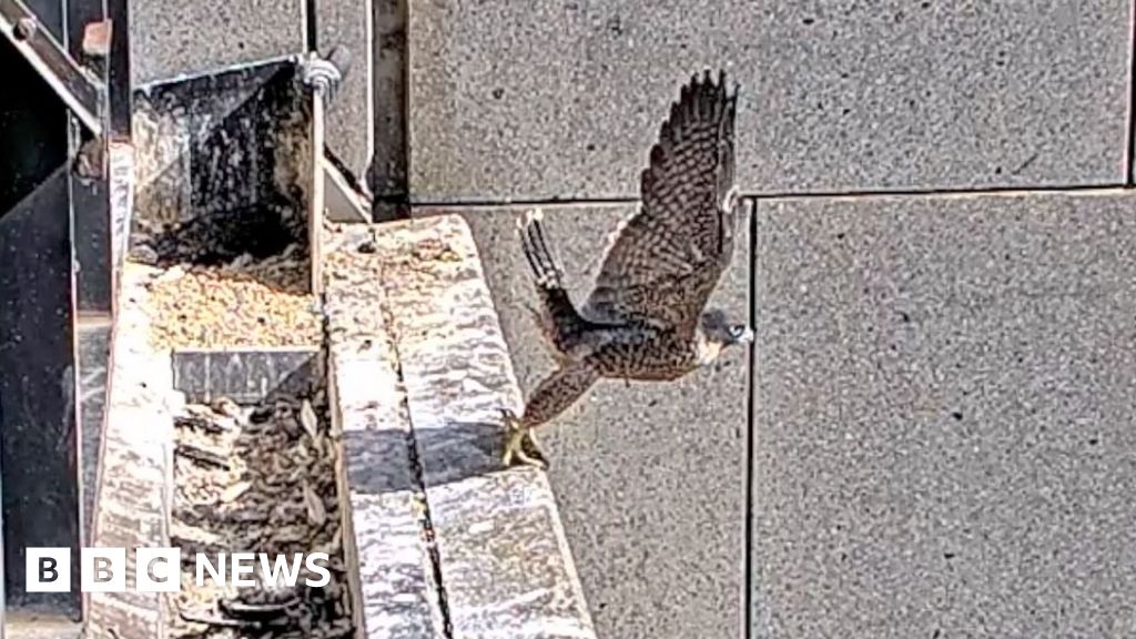 Three 'Nestflix' peregrine falcons each take flight for the first time