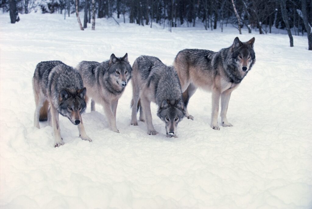Viral Video: Man Confronts Wolf Pack in Yellowstone