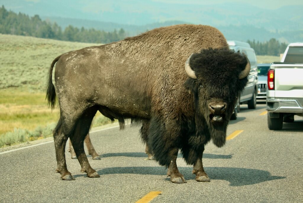 Viral Video of Tourist Taunting Bison in Yellowstone Resurfaces