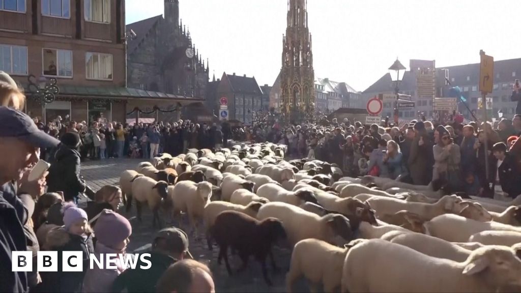 Watch: Hundreds of sheep cross historic German city during annual tradition