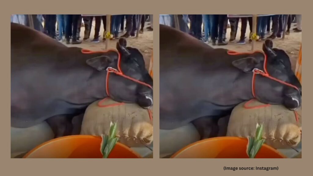‘Animal cruelty in the name of business’: Buffalo worth Rs 21 crore dies at Pushkar fair, viral video sparks outrage | Trending News