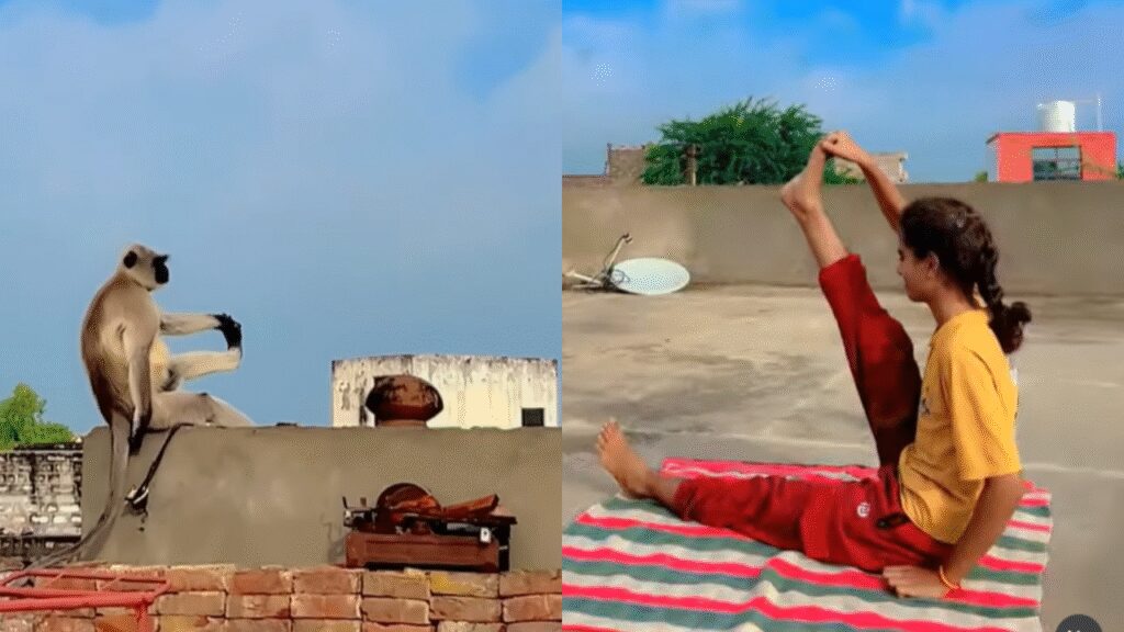 ‘He Too Is Health Conscious’: Adorable Viral Video Of Langoor Copying Woman Doing Yoga Amuses Internet | Viral