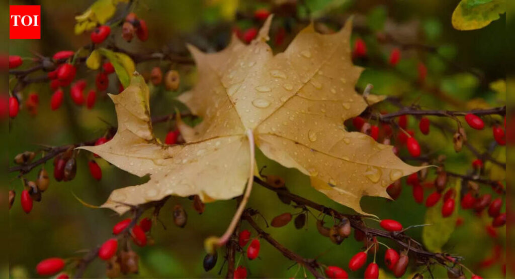 Berberine: The viral “nature’s Ozempic” for weight loss; here’s what the research actually says |