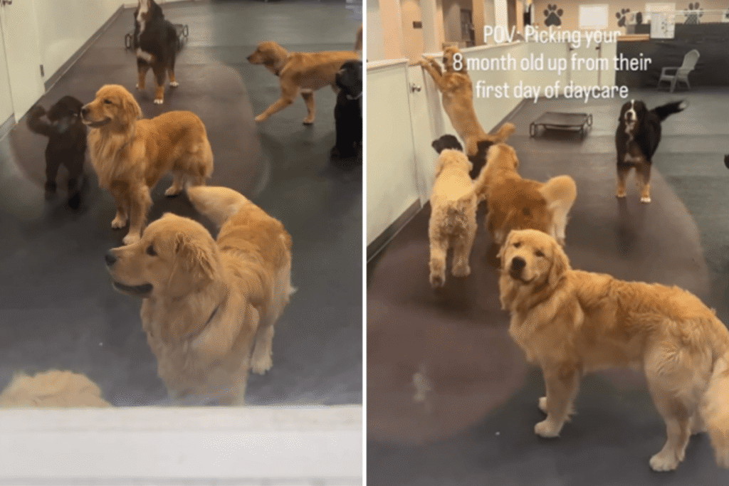 Golden Retriever Puppy’s Reaction After First Day at Daycare Goes Viral %%page%% %%sep%% %%sitename%% After his first day at daycare, golden retriever puppy's reaction when being picked up goes viral